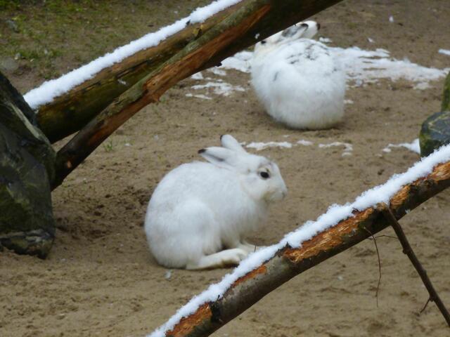 Schneehasen