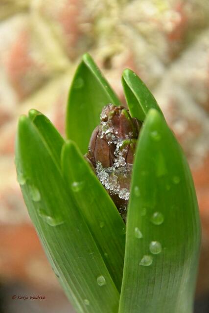 Garten im Jahreslauf (Foto: Katja Woidtke)

Farbenspiel im Februar - Hyazinthe | Foto: Katja Woidtke
