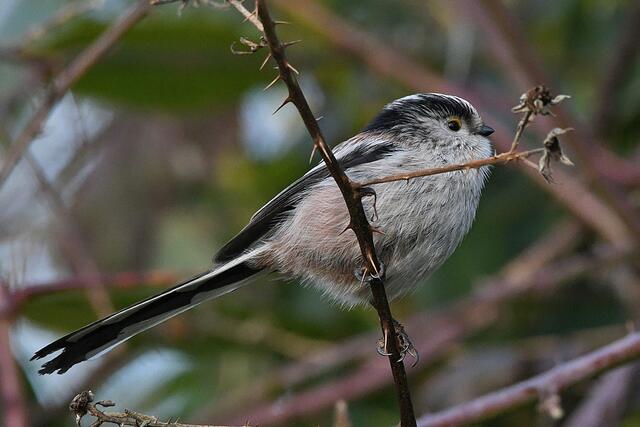 Foto: Copyright Andreas Schäfer