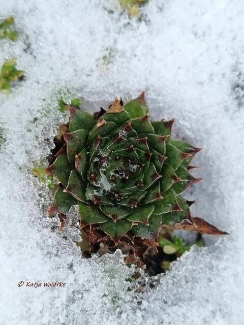 Garten im Jahreslauf (Foto: Katja Woidtke)

Farbenspiel im Februar - Hauswurz auf Eis | Foto: Katja Woidtke