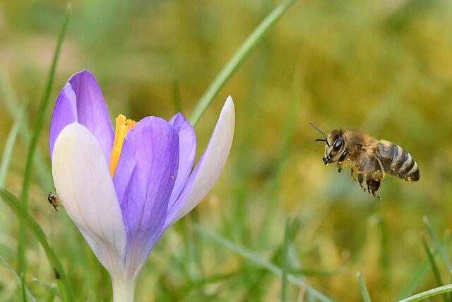 Foto: Copyright Andreas Schäfer