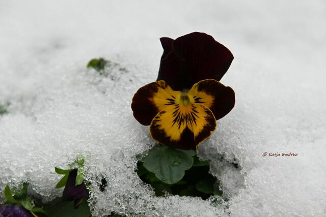 Garten im Jahreslauf (Foto: Katja Woidtke)

Farbenspiel im Februar - Hornveilchen (Viola cornuta) | Foto: Katja Woidtke