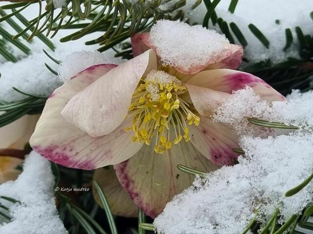 Garten im Jahreslauf (Foto: Katja Woidtke)

Farbenspiel im Februar - Schneerose (Helleborus niger)  | Foto: Katja Woidtke