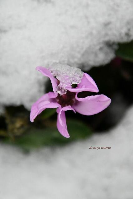 Garten im Jahreslauf (Foto: Katja Woidtke)

Farbenspiel im Februar - Alpenveilchen (Cyclamen) | Foto: Katja Woidtke