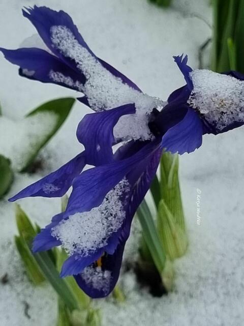 Garten im Jahreslauf (Foto: Katja Woidtke)

Farbenspiel im Februar - Zwerg-Iris "Harmony" | Foto: Katja Woidtke