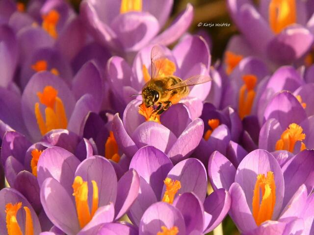 Garten im Jahreslauf (Foto: Katja Woidtke)

Farbenspiel im Februar - es summt und brummt im Krokus-Meer | Foto: Katja Woidtke