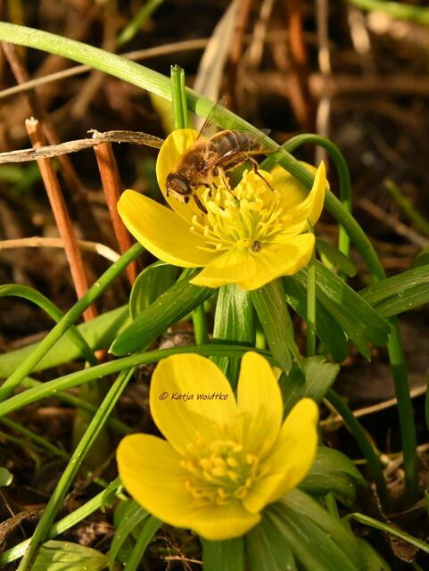 Garten im Jahreslauf (Foto: Katja Woidtke)

Farbenspiel im Februar - Schwebfliege auf der Blüte eines Winterlings | Foto: Katja Woidtke