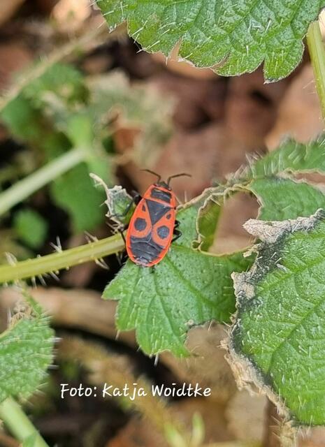 Garten im Jahreslauf (Foto: Katja Woidtke)

Farbenspiel im Februar - die erste Feuerwanze im Gartenjahr 2025 | Foto: Katja Woidtke