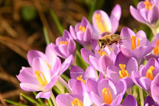 Garten im Jahreslauf (Foto: Katja Woidtke)

Farbenspiel im Februar - Tête-à-Tête | Foto: Katja Woidtke