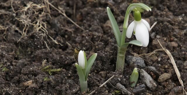 Schneeglöckchen (Galanthus)
