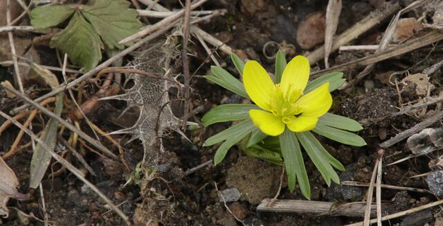 Winterling (Eranthis)