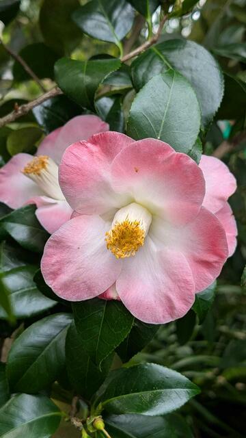 Kamelien Ausstellung in der Kölner Flora