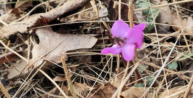 Vorfrühlings-Alpenveilchen (Cyclamen coum)