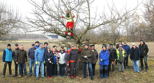 40 Obstbaumliebhaber nahmen am Baumschnittkurs unter der Leitung von Günther Wollf, Vorsitzender der Herbertshofner Gartler (Bildmitte vorne) und Christian Ernst (auf der Leiter)  auf der Meitinger Streuobstwiese teil um sich über den richtigen Frühjahrsschnitt für Obstbäume zu informieren.   | Foto: Peter Heider
