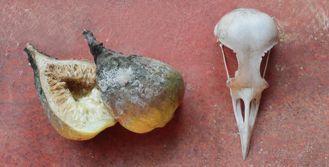 Stillleben mit Feigen-Mumie (Ficus carica) und Vogelschädel (vermutlich Krähe)
