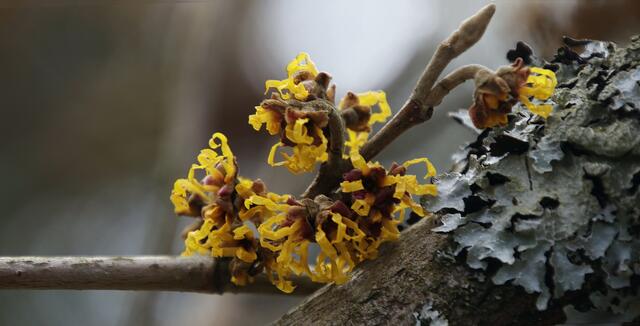 Zaubernuss (Hamamelis)