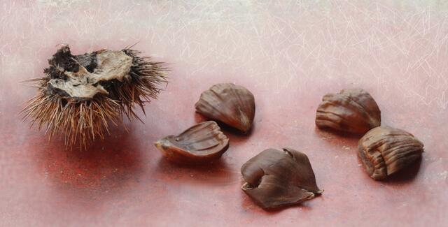Vergessene Früchte der Esskastanie (Castanea sativa), auch als Edelkastanien oder Maronen bekannt.