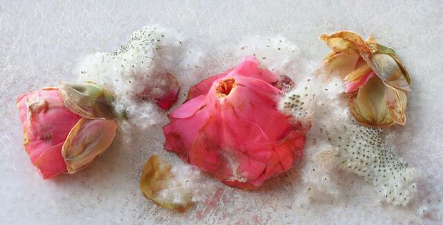 Welke Kamelienblüte und -knospe (Camellia) mit den Samen der Jap. Scheinanemone (Anemonopsis macrophylla)