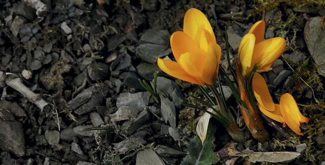 Krokus (Crocus)