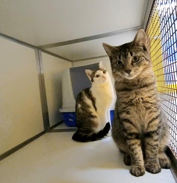 Sparrow und Giselle | Foto: Sabine Pollok