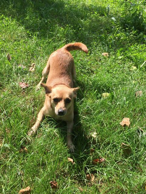 Bernadette (Pflegestelle) | Foto: Tierheim Höchstädt