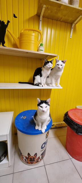 Alois mit Snow und Schnösel | Foto: Sabine Pollok