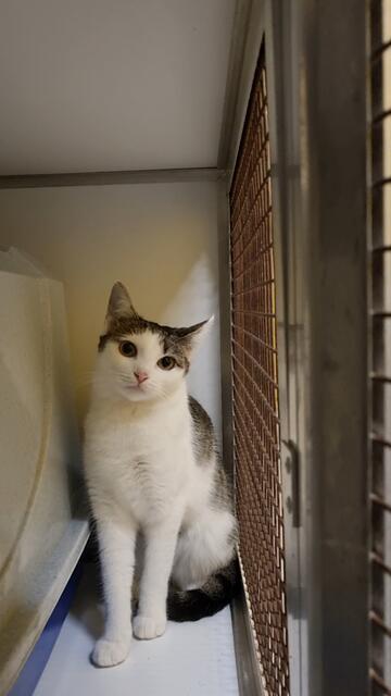 Giselle | Foto: Sabine Pollok
