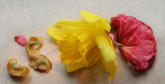'Narzisse' (Narcissus) mit 'Kamelie' (Camellia japonica)