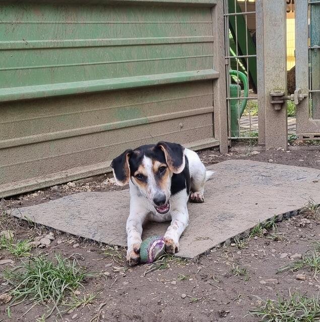 Luigi | Foto: Sabine Pollok