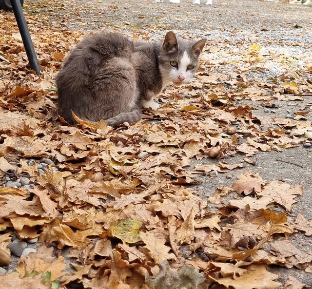 Shircan | Foto: Sabine Pollok