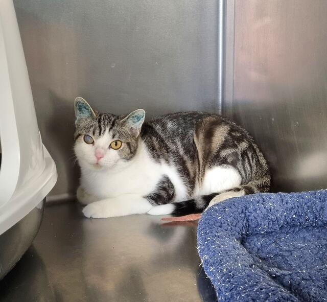 Vitus | Foto: Sabine Pollok