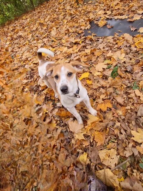 Luca | Foto: Sabine Pollok