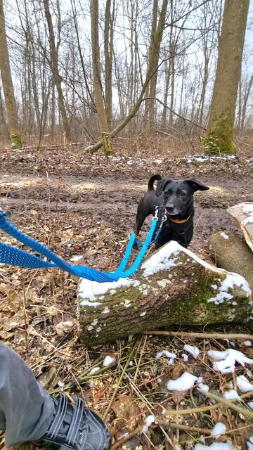 Blacky | Foto: Sabine Pollok