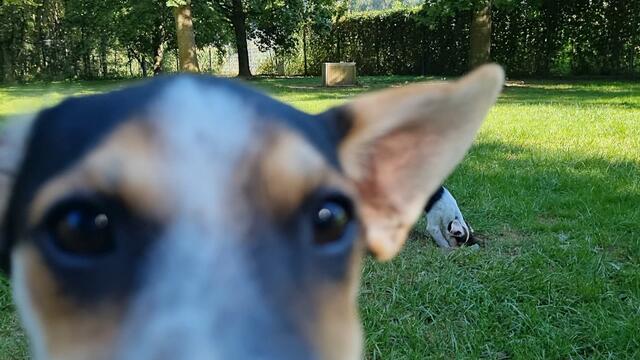 Luigi - upps | Foto: Sabine Pollok