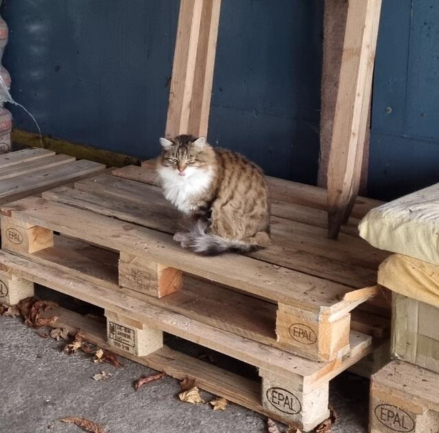 Mila | Foto: Sabine Pollok