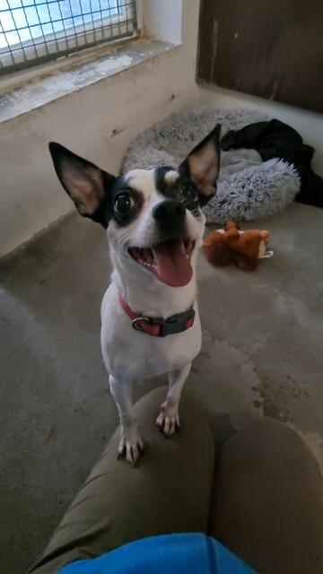 Bonny | Foto: Sabine Pollok