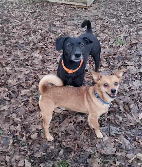 Benny und Blacky | Foto: Sabine Pollok