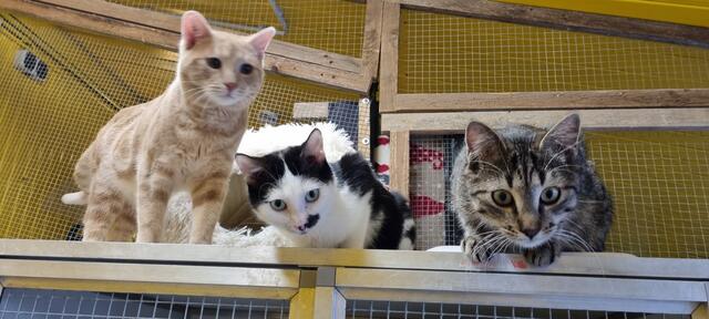 Alois mit Freunden Oskar und Schröder | Foto: Sabine Pollok