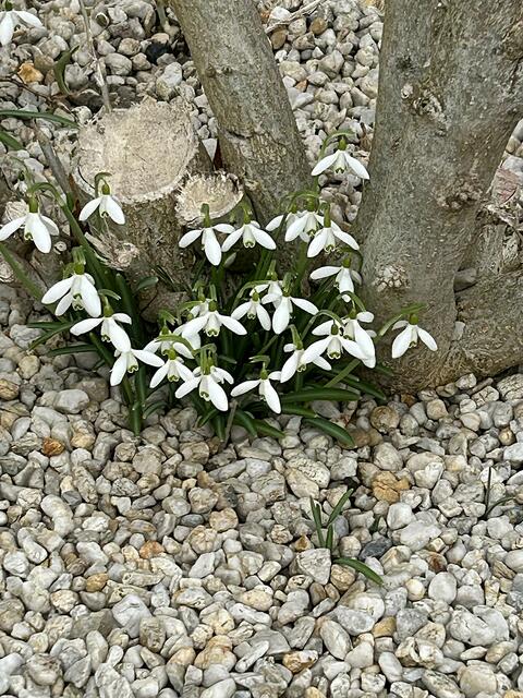 Schneeglöckchen in der Steinwüste 