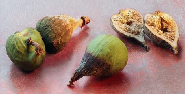 'Feigen-Mumien' (Ficus carica)