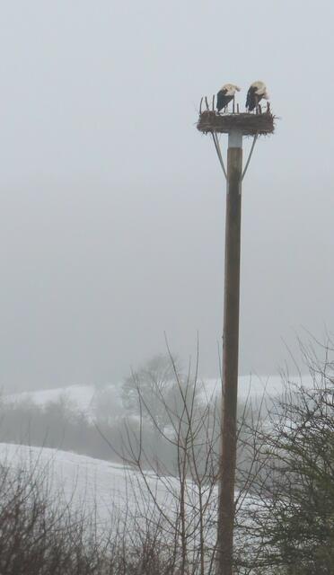 Ausschnitt aus dem Original-Foto. | Foto: M. A.