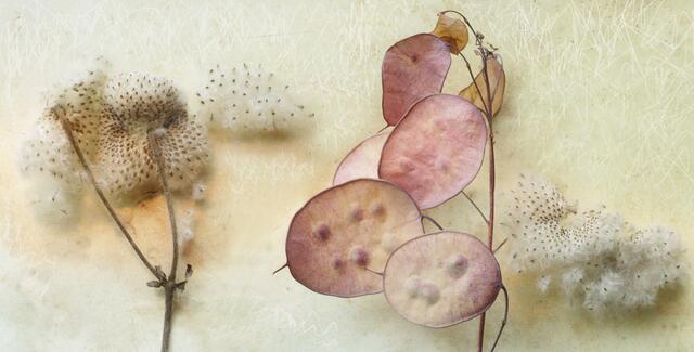 'Jap. Scheinanemone' (Anemonopsis macrophylla) und 'Silberblatt-Schoten' (Lunaria annua)

