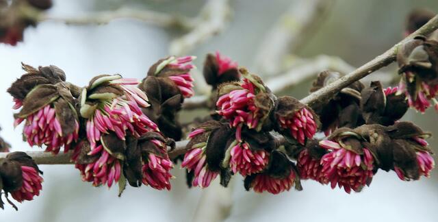Da sich Parrotia persica meist knapp über dem Erdboden verzweigt, ähnelt seine Erscheinung eher einem Strauch als einem Baum.