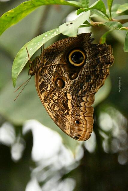 Bremen entdecken (Foto: Katja Woidtke)

Quer durch Asiens Flora in der botanika - Bananenfalter im Tropenhaus | Foto: Katja Woidtke