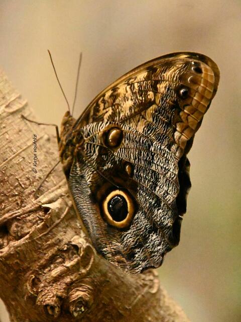 Bremen entdecken (Foto: Katja Woidtke)

Quer durch Asiens Flora in der botanika - Bananenfalter im Tropenhaus | Foto: Katja Woidtke