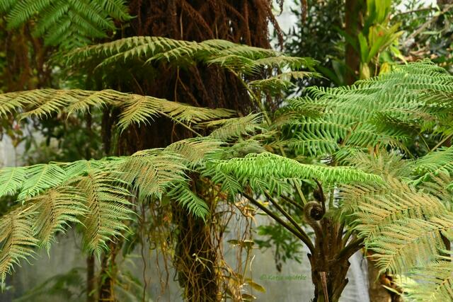 Bremen entdecken (Foto: Katja Woidtke)

Quer durch Asiens Flora in der botanika | Foto: Katja Woidtke