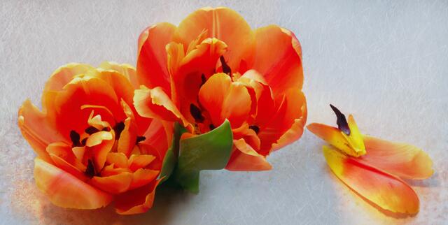 Tulipa 'Orange Princess'