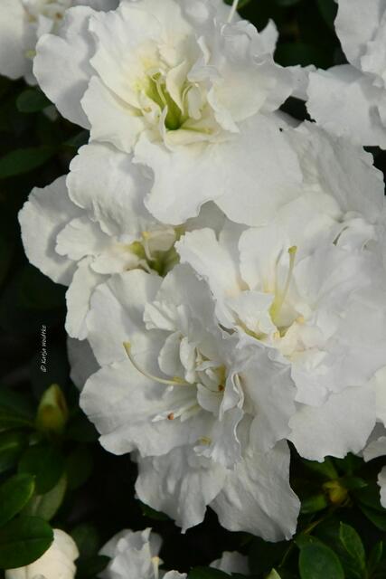 Bremen entdecken (Foto: Katja Woidtke)

Quer durch Asiens Flora in der botanika - Azalee "Paloma" | Foto: Katja Woidtke