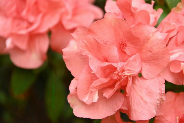 Bremen entdecken (Foto: Katja Woidtke)

Quer durch Asiens Flora in der botanika | Foto: Katja Woidtke
