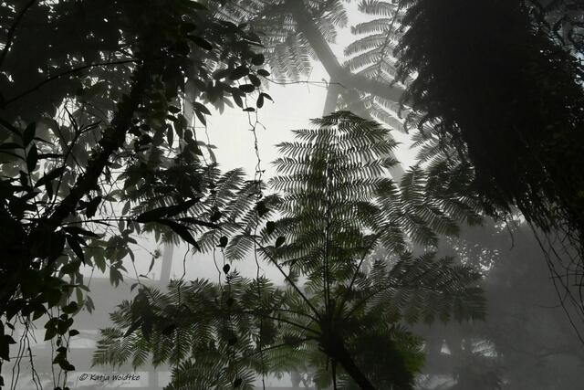 Bremen entdecken (Foto: Katja Woidtke)

Quer durch Asiens Flora in der botanika - Nebelwälder Borneos | Foto: Katja Woidtke